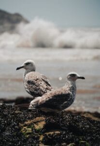 Free stock photo of above sea, animal photography, beach photography